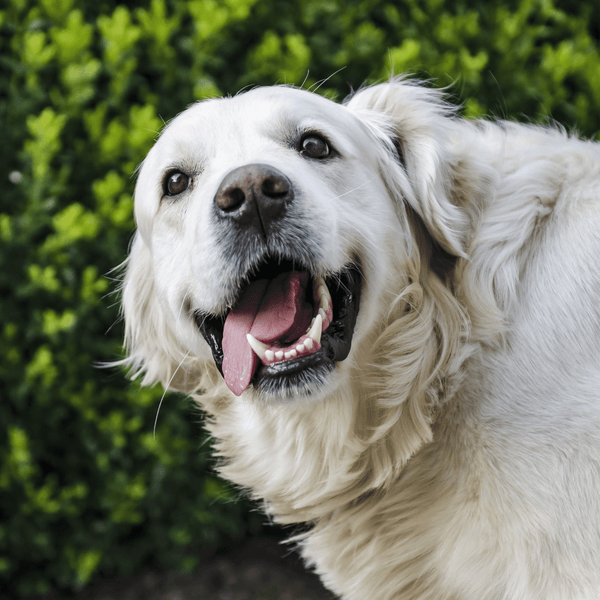 A study finds that essential fatty acid supplementation rich in Omega 3s normalized the skin of dogs with atopic dermatitis.