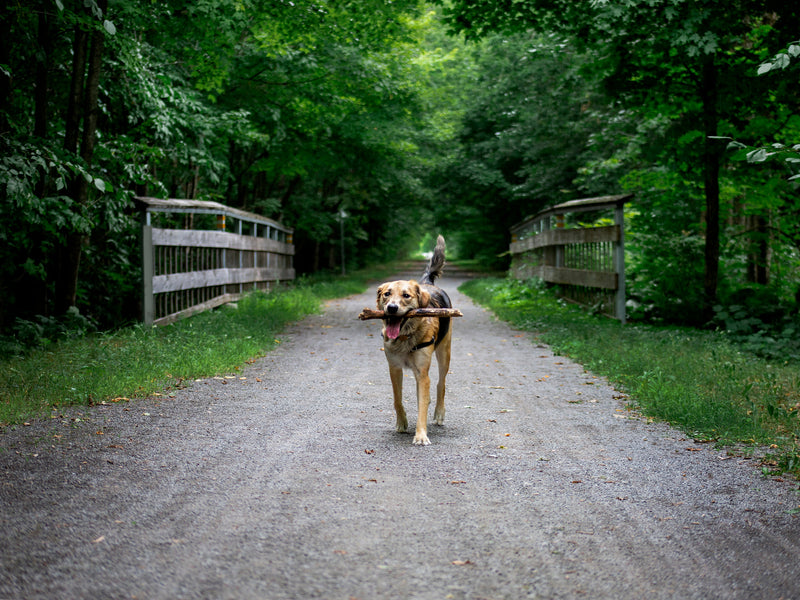 Benefits of Hemp Seed Oil for Dogs and Cats