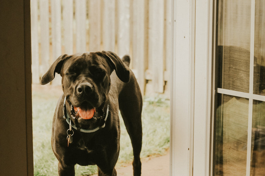 The Benefits of Hempooch Pet Products for Your Furry Friends