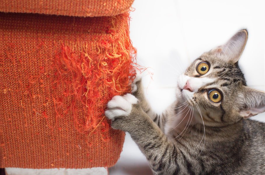 Paws, Whiskers, and Purrs: Celebrating International Cat Day with Hempooch