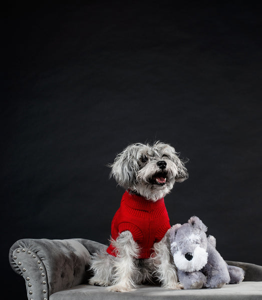 Why Pet Owners are Raving About Hempooch: The Benefits of Hemp Seed Oil Shampoo and Waterless Leave-In Conditioner for Dogs and Cats